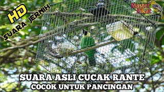 🔴Suara asli CUCAK RANTING cocok untung PANCINGAN maupun untuk PIKAT