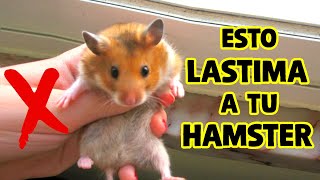 Estas 4 Cosas LASTIMAN Los Sentimientos De Tu Hámster!