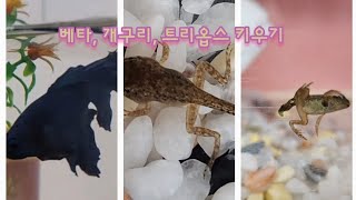 [인예미] 트리옵스, 북방산 개구리, 베타 키우기