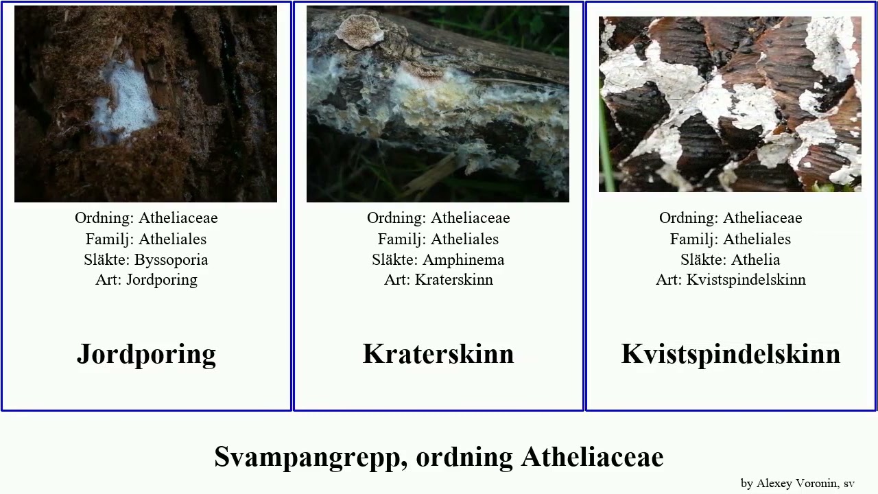 Svampangrepp, ordning Atheliaceae fungus spindelskinn Droppsporigt Vital Jordporing Grönskinn