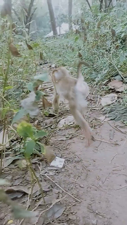 VID20241224165854  playmp4 5