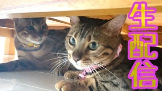【ランチ生配信7/28】今日はパパさんランチ生配信🐈📹