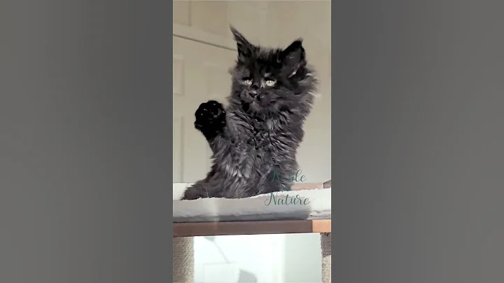 Video 11168881: coon kitten mainecoon, coon mainecooncat, maine coon boy