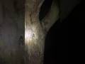 夜だと捕まえやすいセミ アブラゼミ 昆虫 夜だと捕まえやすいセミ アブラゼミ 昆虫