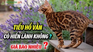 Danh sách 20 mèo rừng việt nam giá bao nhiêu tốt nhất