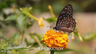 SURAH YASEEN|| Beautiful butterfly || Short WhatsApp status video||HA.K Production.