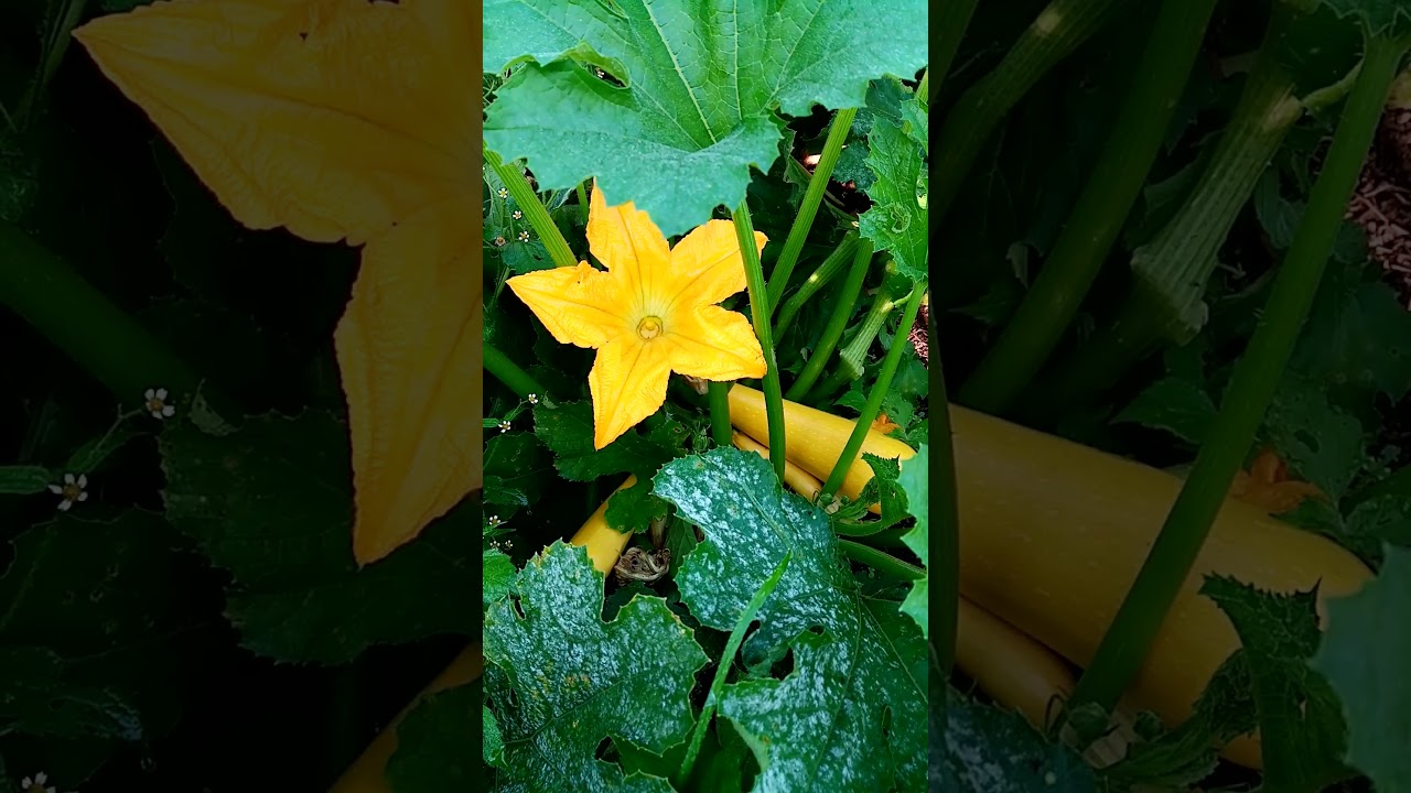 Золотая солома для кур.