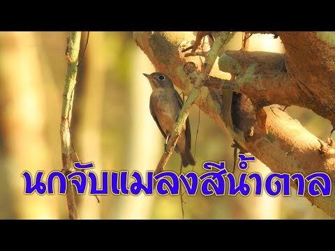 วีดีโอ: Flycatcher - นกขนาดเล็กและสวยงาม