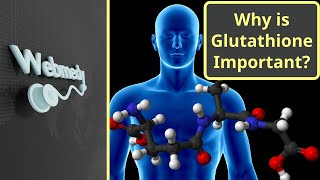 Why is Glutathione Important? | Body's Master Antioxidant