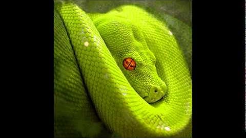 Balkansky & Loop Stepwalker - End Of The Journey