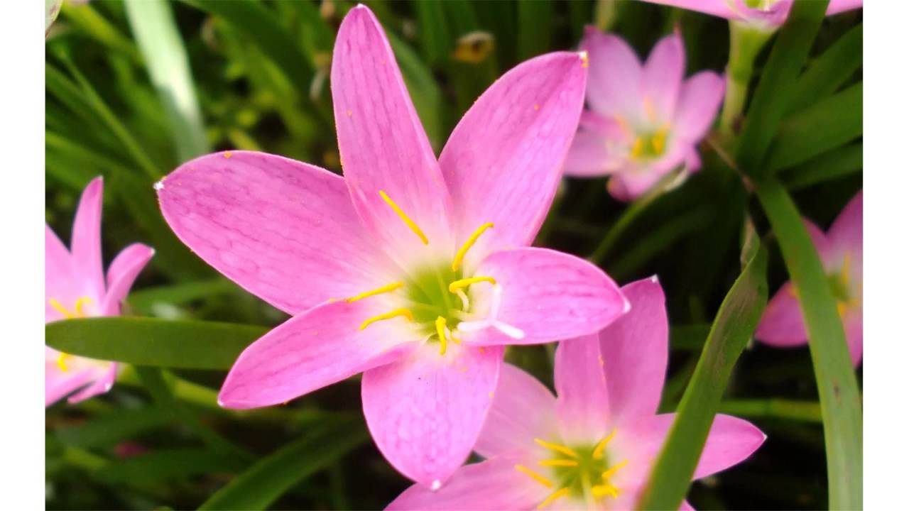 Epson Stylus Photo PX800FW