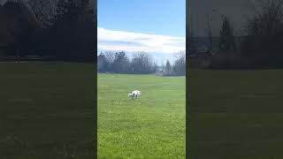 Sheepdog chasing Canada goose  #maremma #sheepdog #shepherd  #dog #goose