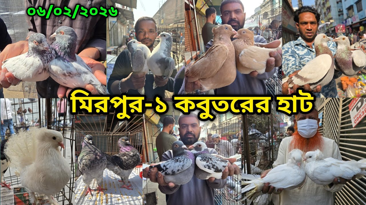 ০৬/০২/২০২৬ মিরপুর-১ কবুতর হাট || মিরপুর-১ কবুতরের হাট ২০২৬ || Mirpur-1 Pigeon Market || কবুতর বাজার