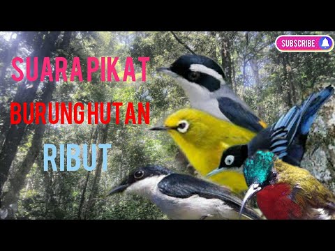 Suara Pikat Ribut Hutan Burung Kecil