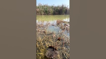 Dây trục câu cá 4 trong 1 phao hạt lưỡi câu chì sẵn câu cá chép 🎣🐟🐸 #fishing #shorts