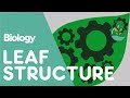 The Leaf's Role in Photosynthesis and Energy Production