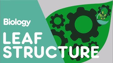Structure Of The Leaf | Plant | Biology | The FuseSchool