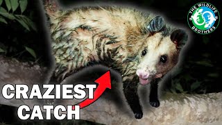 We Caught an Opossum in the CRAZIEST Way to Show You THIS
