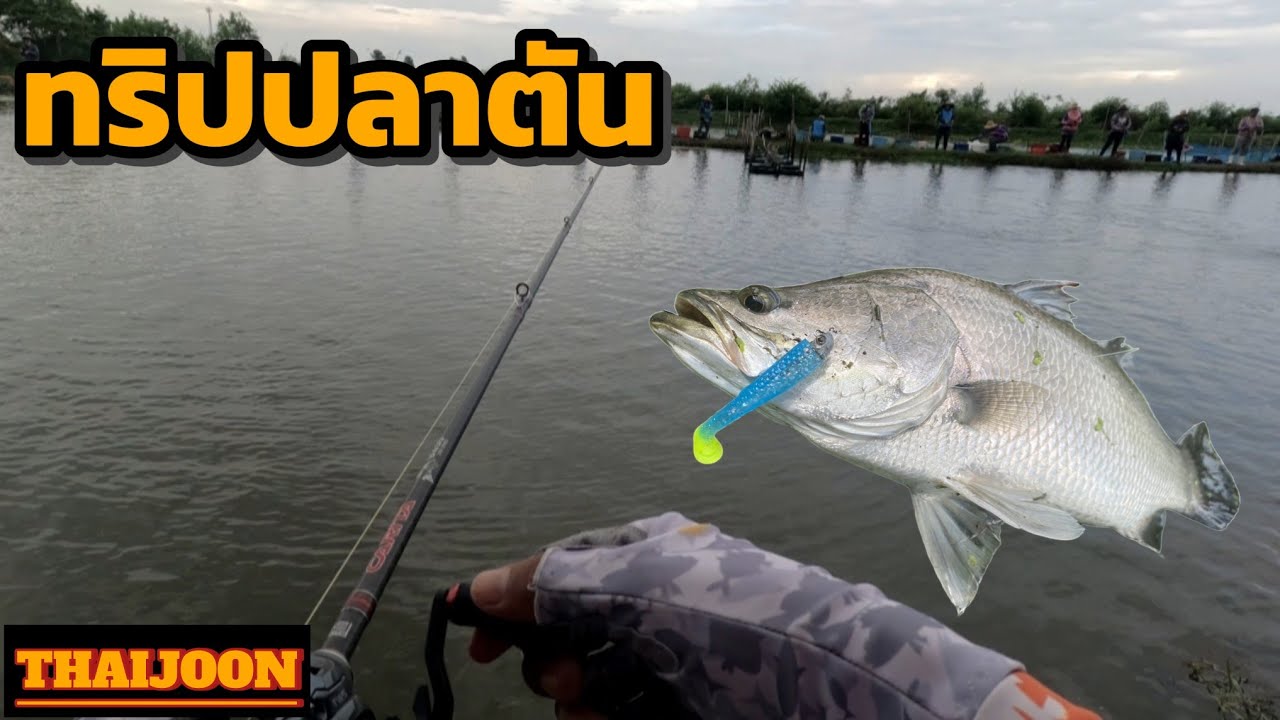 ปลาตัน ค่าคัน 3,500 อย่างเดือด🔥#fishing #กะพงบุฟเฟต์