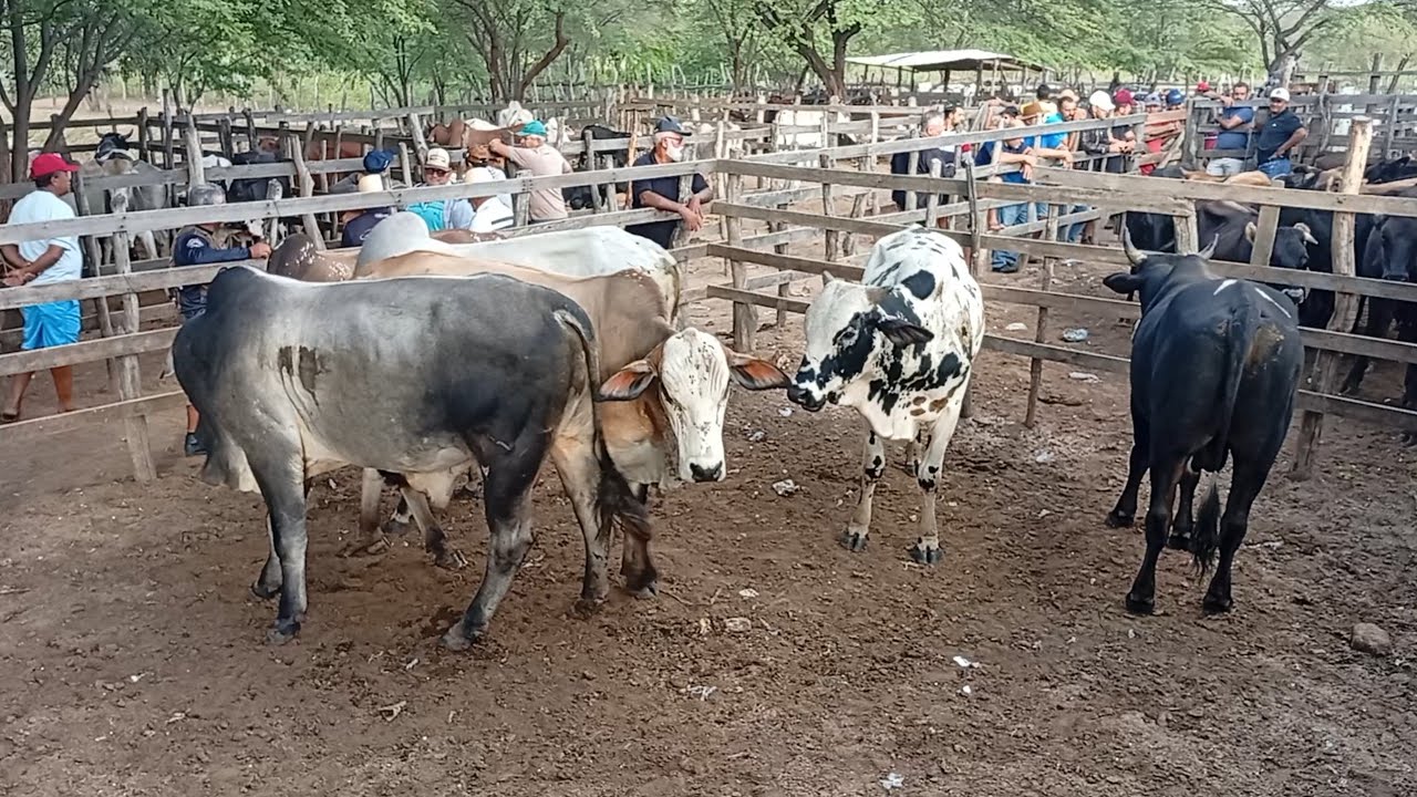 Feira de Gado de jataúba PE 03/07/2026