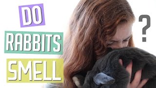 Do Rabbits Smell?