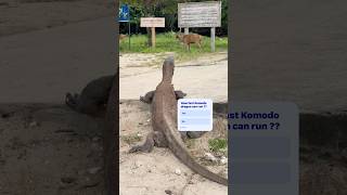 Can Komodo dragon chase the deer 🦌!? #shorts