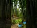 Bambusa Tulda plants Available #bamboo #bambooplant #supplier #bamboo1 #plants all India delivery