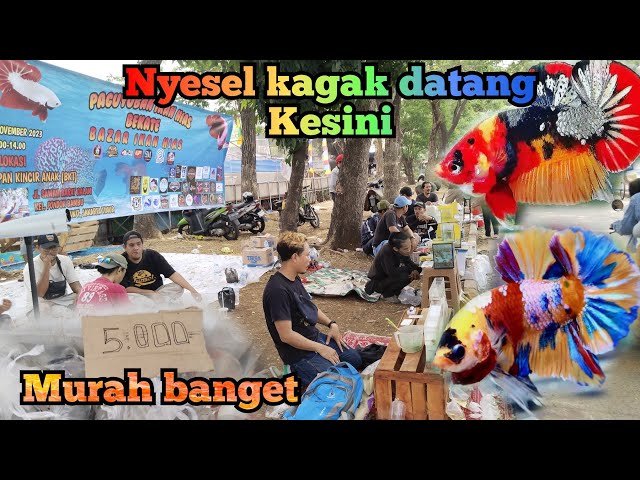 Bazar di BKT..!!! Ikan Cupang nya Murah-murah banget class=