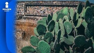 Producción de nopal en Ciudad de México supera 164 mil toneladas: Peña Fuentes