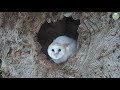 Baby Barn Owl's First Glimpse of the World Outside | Wildlife Moments