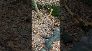 Old Pine Tar Kiln #fun #explore