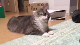 ビビる猫 ノルウェージャンフォレストキャット