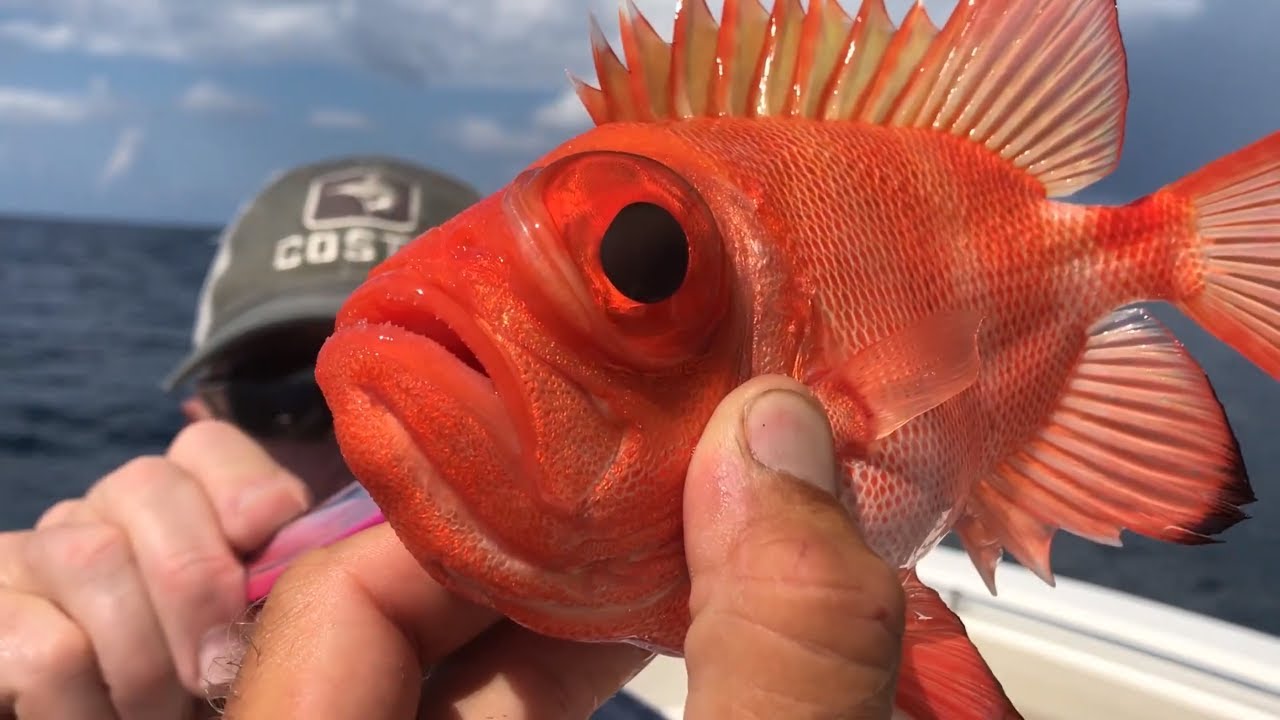 Weirdest Looking Saltwater Fish Ever YouTube Weirdest Looking Saltwater Fish Ever YouTube