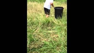 Redneck style trash can possum