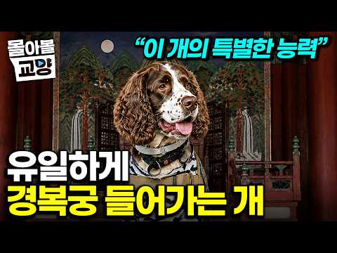“이 개 덕분에 <strong>경복궁</strong> 개장 가능” 반려동물 출입 금지라는 <strong>경복궁</strong>, 금지된 구역까지 구석구석 허락된 영리한 개의 비밀 #몰아볼교양