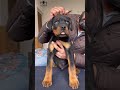 Sumo rottweiler at 70 day  shorts  scoobers