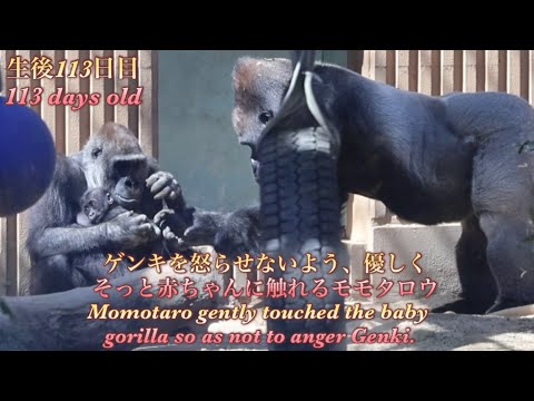 キンタロウが赤ちゃんゴリラを触ってるのを見て、我慢できずに自分も触りに行く父モモタロウ⭐️Gorilla【京都市動物園】Momotaro gently touched the baby gorilla