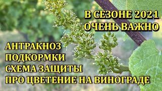 видео: ВАЖНО В СЕЗОНЕ 2021, АНТРАКНОЗ. СХЕМА ЗАЩИТЫ. ПРО ЦВЕТЕНИЕ. ПОДКОРМКИ ВИНОГРАДА картинка: ВАЖНО В СЕЗОНЕ 2021, АНТРАКНОЗ. СХЕМА ЗАЩИТЫ. ПРО ЦВЕТЕНИЕ. ПОДКОРМКИ ВИНОГРАДА