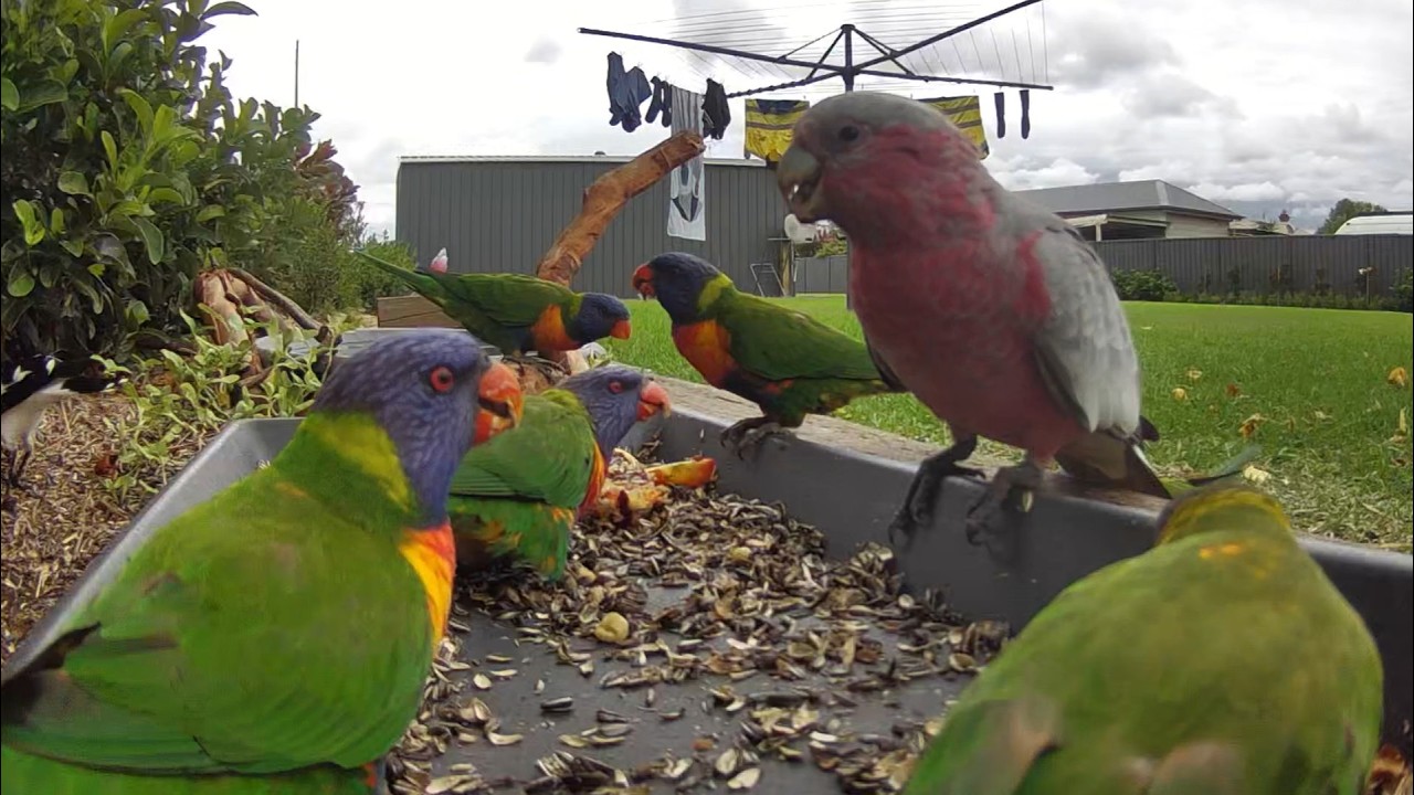 Australian Bird Feeder cam | 1/3/26  | yellow tail black cockatoos |  | galahs | lorikeets | cat tv