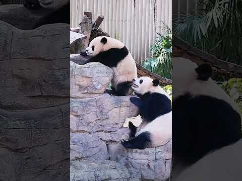 Cute Panda's Battle Continues🤣 #shorts  #panda #animal #cute #cutepanda