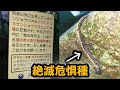 『幻のサンショウウオ』を大量発見してしまった thumbnail