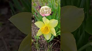 Нарцисс (Narcissus)🌷 #flowerworld #цветы #сад