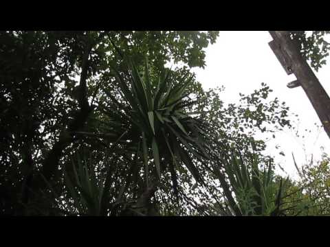 ის იშვიათად ყვავილობს.