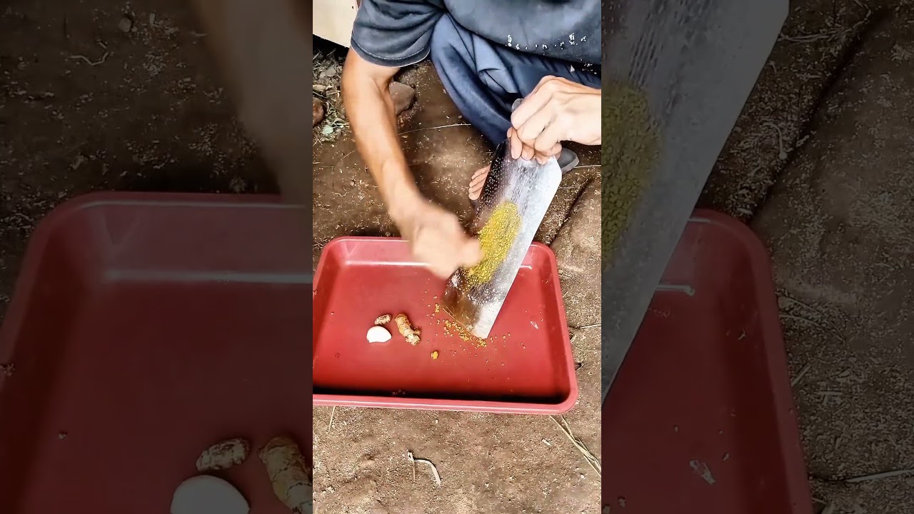 ternyata ramuan alami ini,bisa bantu penggemukan kambing