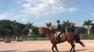 Aberforth Hanoverian hunter horse