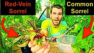 Bloody Dock & Spinach Dock Sorrels The Many Uses & Benefits