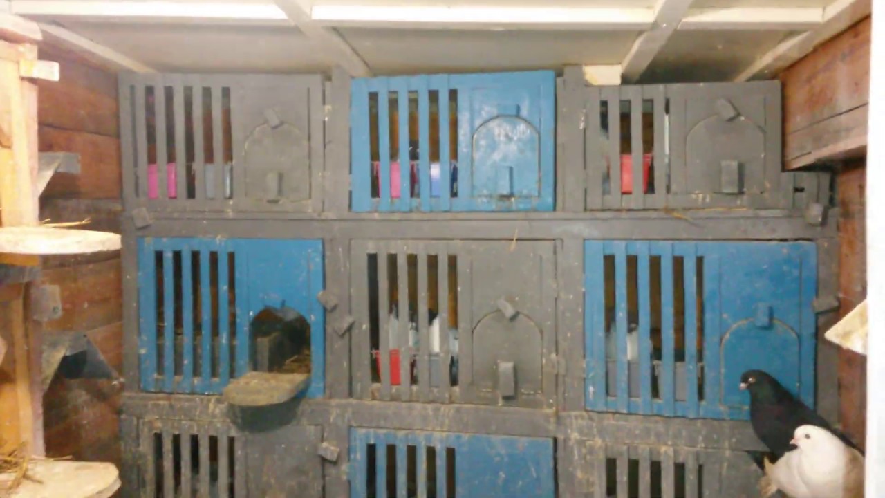 небольшая голубятня, паровка голубей