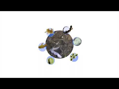 Spotted Salamander Life Cycle
