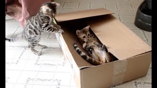 15 Minutes of Kittens | CUTEST Kitten Videos
