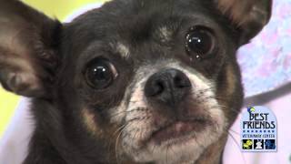 Periodontal Disease in Small Dogs